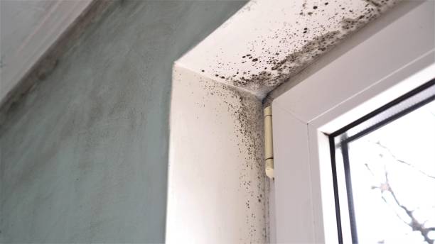 Why You Should Choose Our Mold Remediation Services in Whitemarsh Island, GA